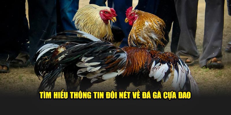 Tìm hiểu thông tin đôi nét về đá gà cựa dao