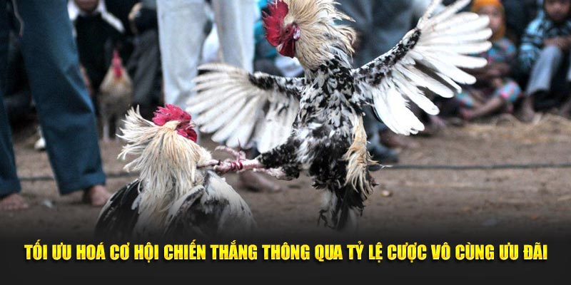 Tối ưu hoá cơ hội chiến thắng thông qua tỷ lệ cược vô cùng ưu đãi